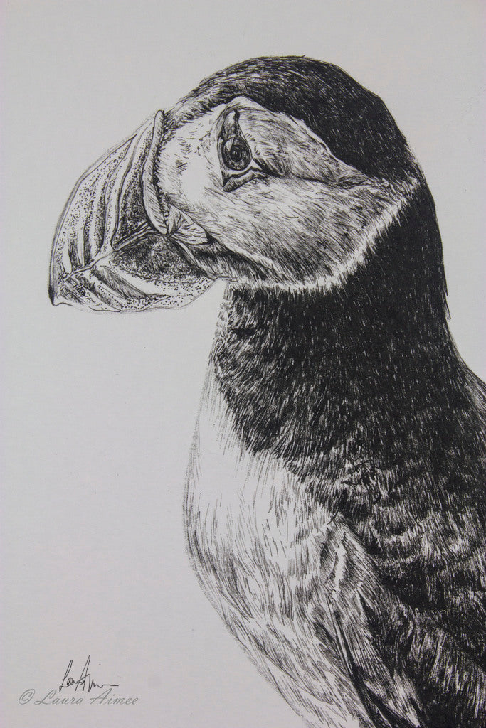 Black and white fineliner pen portrait for a Puffin bird. 