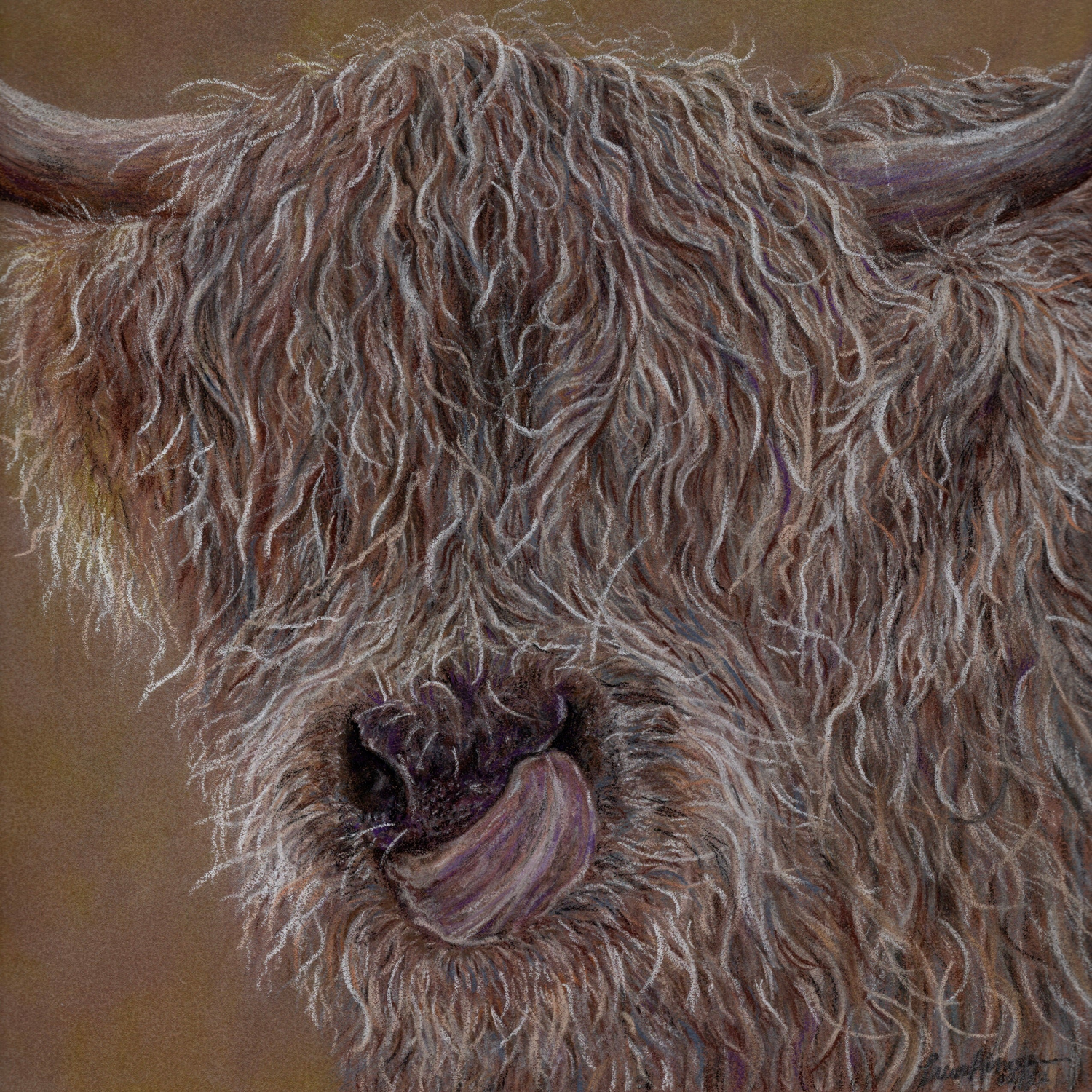 Pastel pencil colour drawing of highland cow licking its nose. 