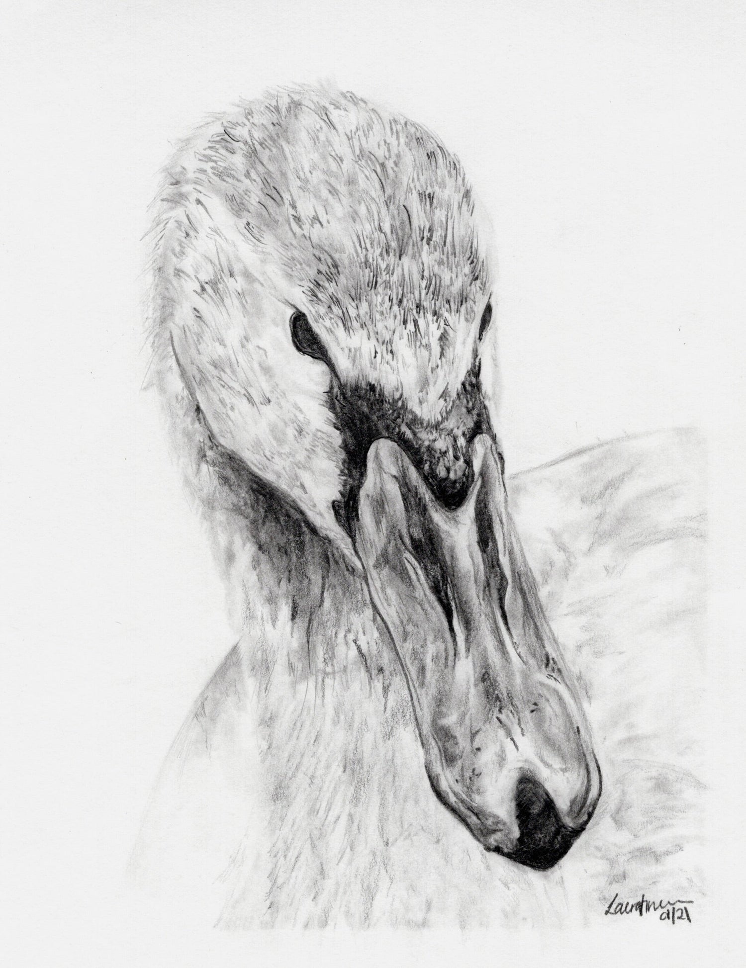 Original graphite pencil swan drawing. 