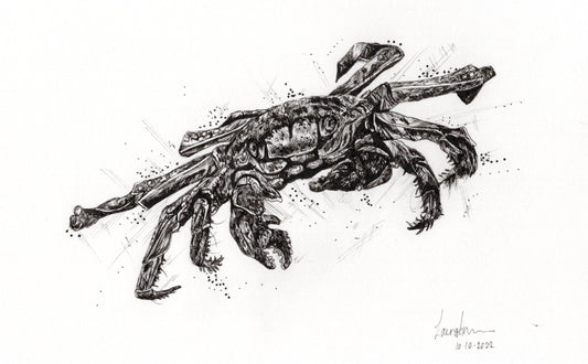 Crab Fineliner Pen Original Sketch