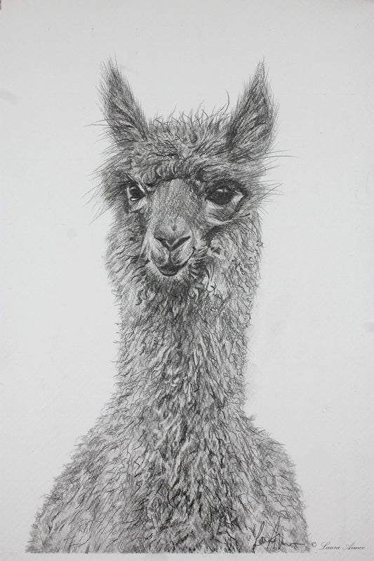 Drawing of an alpaca in graphite pencil, alpaca facing front on, portrait of alpaca torso. 