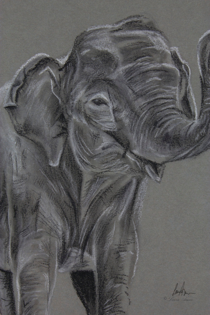 Elephant Charcoal & Chalk Original Drawing