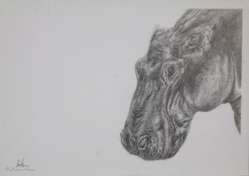 Hippo Graphite Pencil Original Drawing