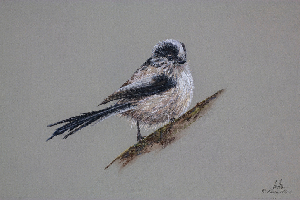 Long-tailed Tit Pastel Original Bird Drawing