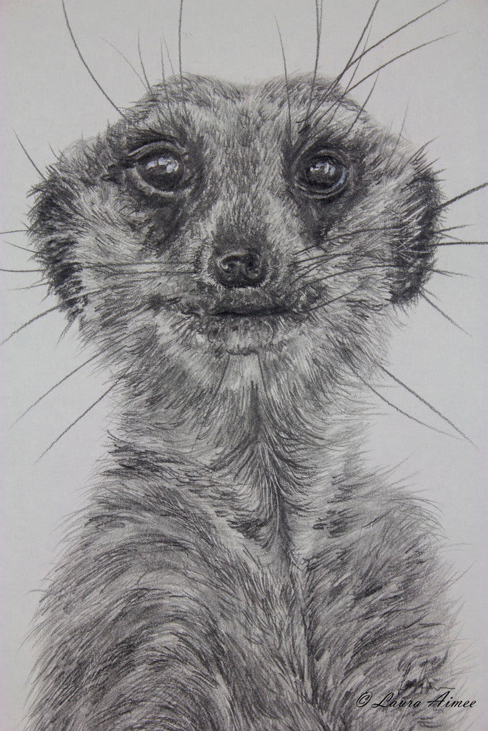 Meerkat Graphite Pencil Original Drawing