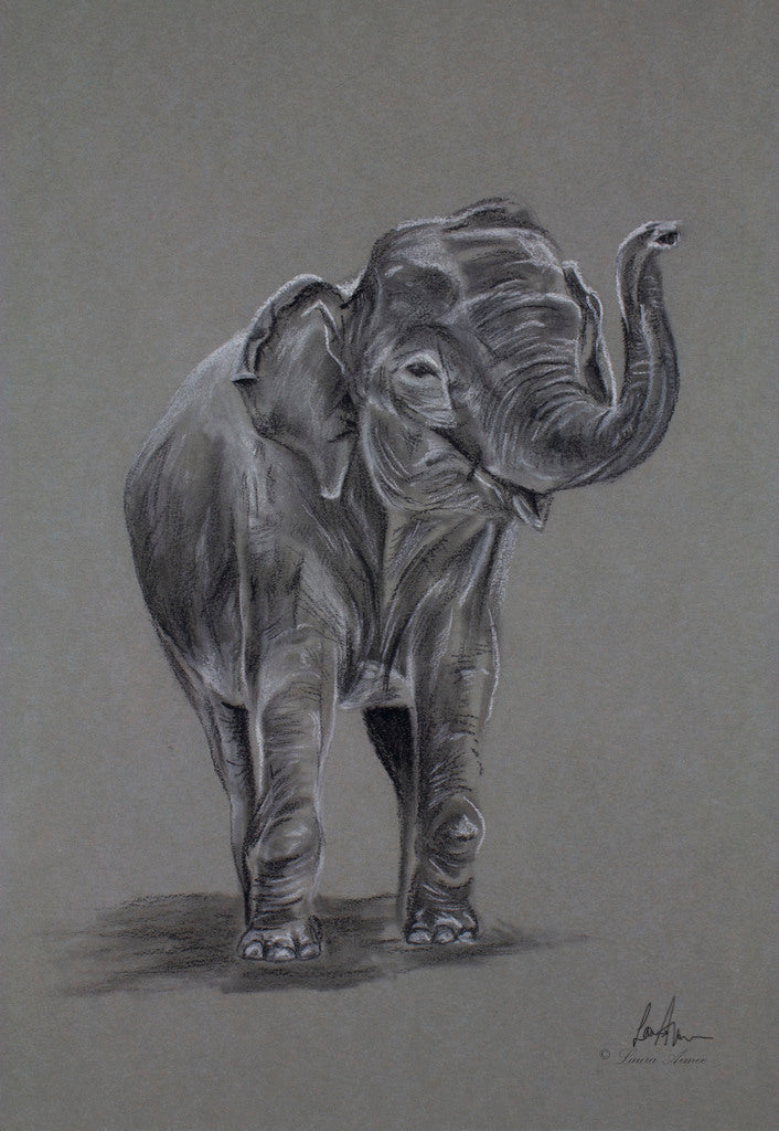 Elephant Charcoal & Chalk Original Drawing