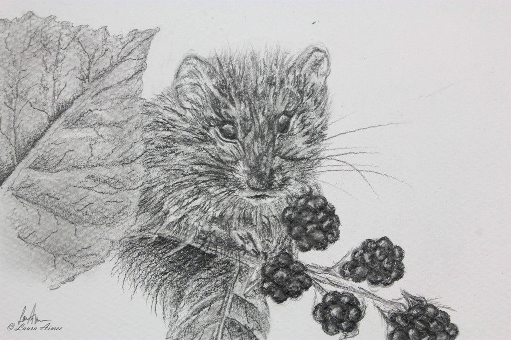 Vole Graphite Pencil Original Drawing