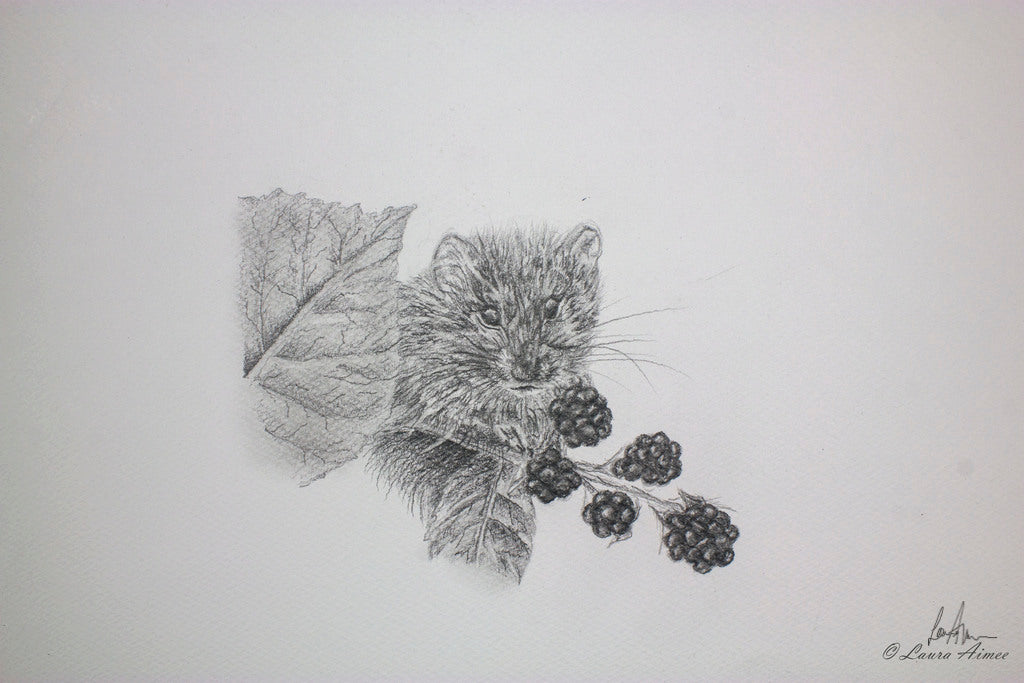 Vole Graphite Pencil Original Drawing