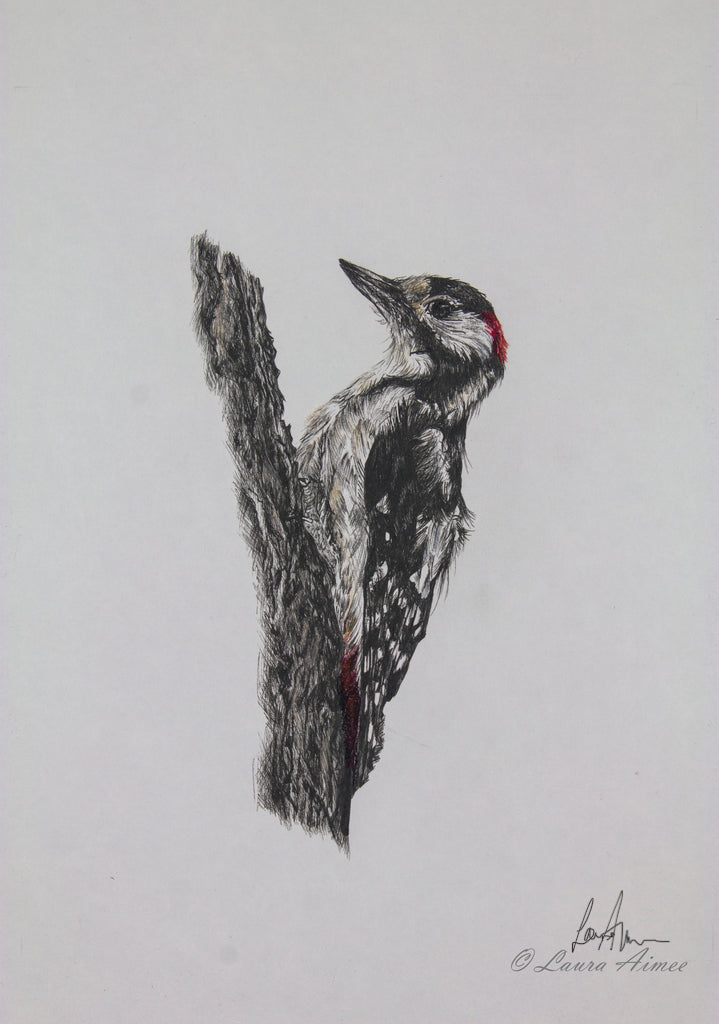 Woodpecker Fineliner & Pastel Pencil Original Drawing