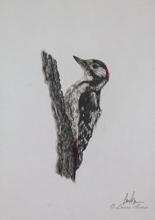 Woodpecker Fineliner & Pastel Pencil Original Drawing