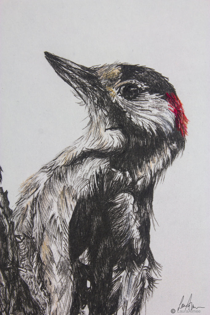 Woodpecker Fineliner & Pastel Pencil Original Drawing