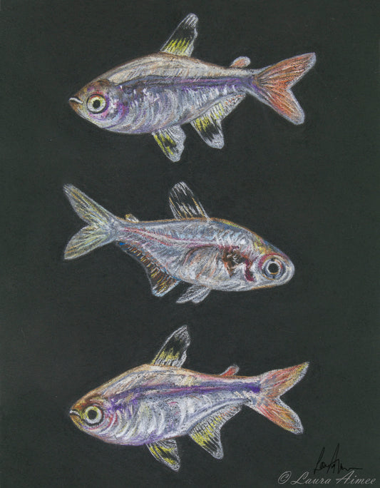 X-Ray Tetra Fish Pastel Original Drawing