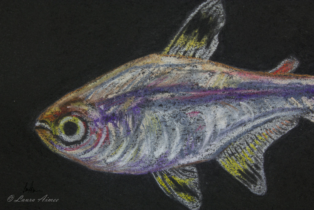 X-Ray Tetra Fish Pastel Original Drawing