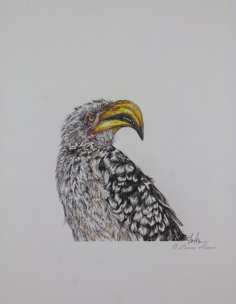 Yellow Billed Fineliner & Pastel Pencil Original Drawing