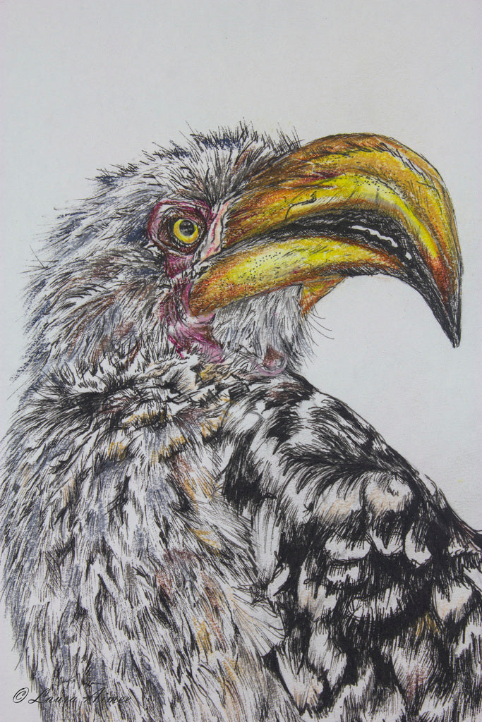 Yellow Billed Fineliner & Pastel Pencil Original Drawing